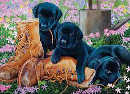 Image de Les chiens avec des bottes de travail 🐶