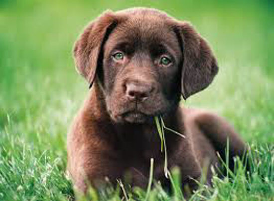 Image sur Chiot au chocolat 🐶