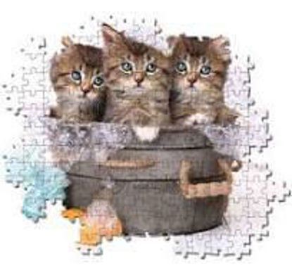 Image de Les chats dans un sceau 🐶