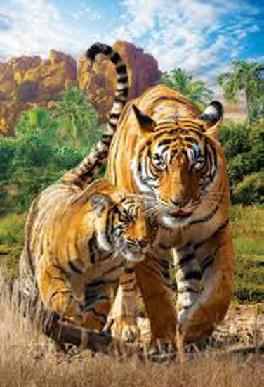 Image sur Tigres 🐶