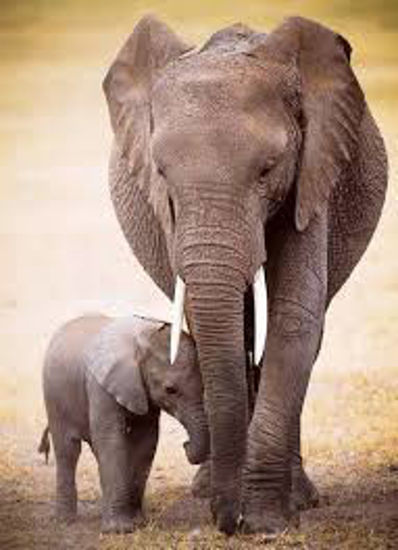Image sur Éléphant et Baby 🐶