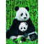 Image de Panda 🐶