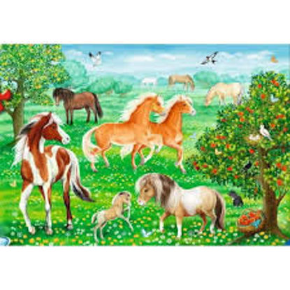 Image de Chevaux au pré 🐶