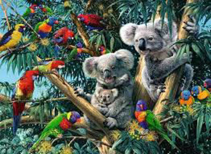 Image de Koalas in a tree 🐶