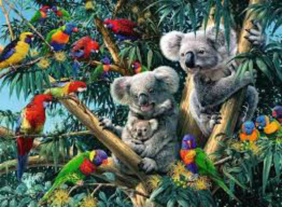 Image sur Koalas in a tree 🐶